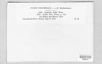 Mycosphaerella rubi image